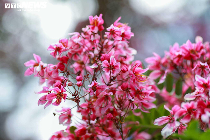 Ảnh: Phượng hồng rợp trời Đà Lạt khiến du khách ngẩn ngơ - 5