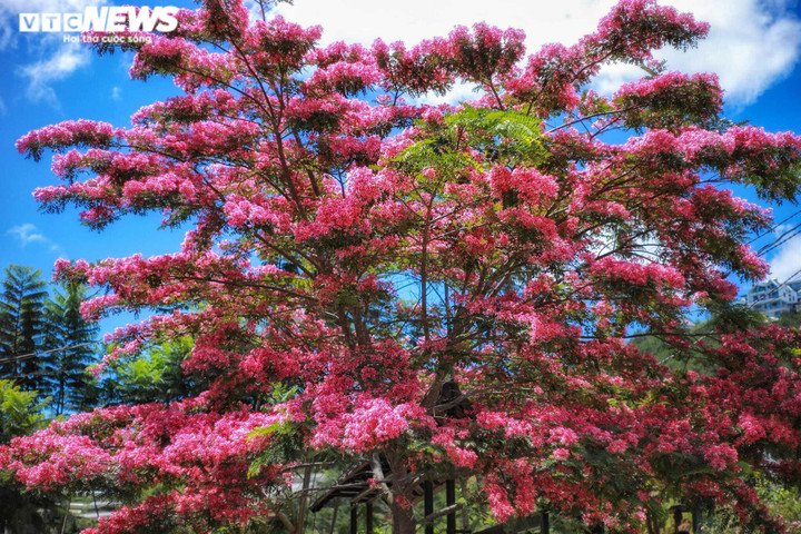 Ảnh: Phượng hồng rợp trời Đà Lạt khiến du khách ngẩn ngơ - 2