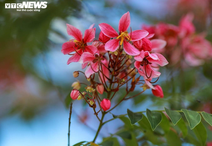 Ảnh: Phượng hồng rợp trời Đà Lạt khiến du khách ngẩn ngơ - 6