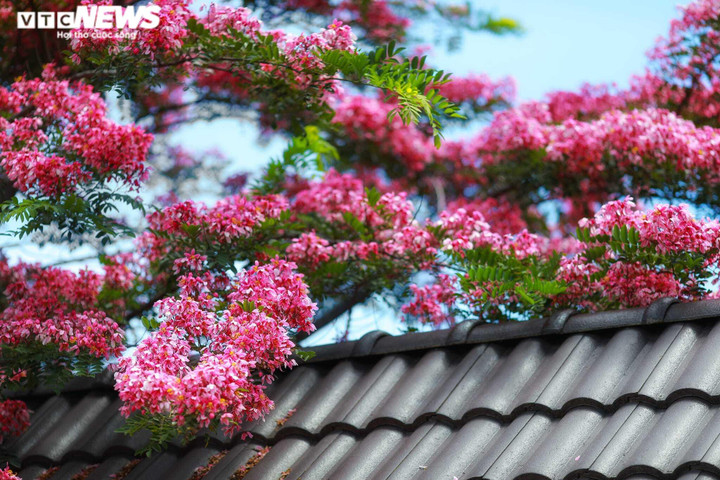 Ảnh: Phượng hồng rợp trời Đà Lạt khiến du khách ngẩn ngơ - 4