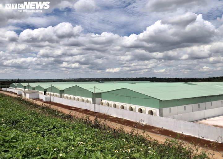 Ảnh: Trang trại nuôi heo rộng 25.000m2 xây trái phép trên đất nông nghiệp - 3