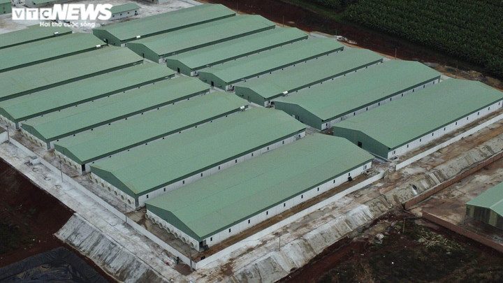 Ảnh: Trang trại nuôi heo rộng 25.000m2 xây trái phép trên đất nông nghiệp - 2