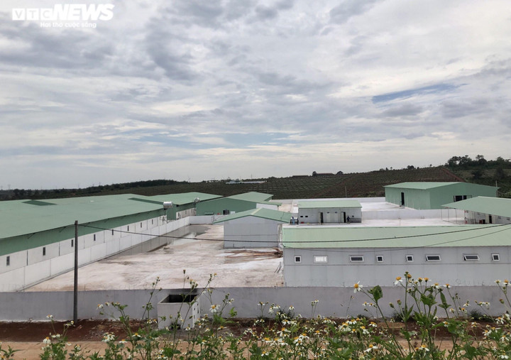Ảnh: Trang trại nuôi heo rộng 25.000m2 xây trái phép trên đất nông nghiệp - 7