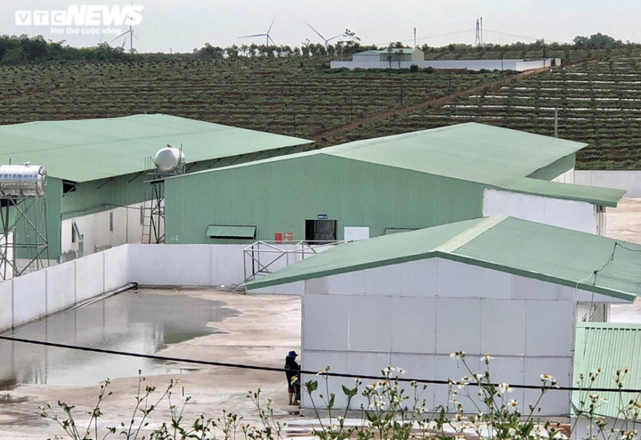 Ảnh: Trang trại nuôi heo rộng 25.000m2 xây trái phép trên đất nông nghiệp - 8