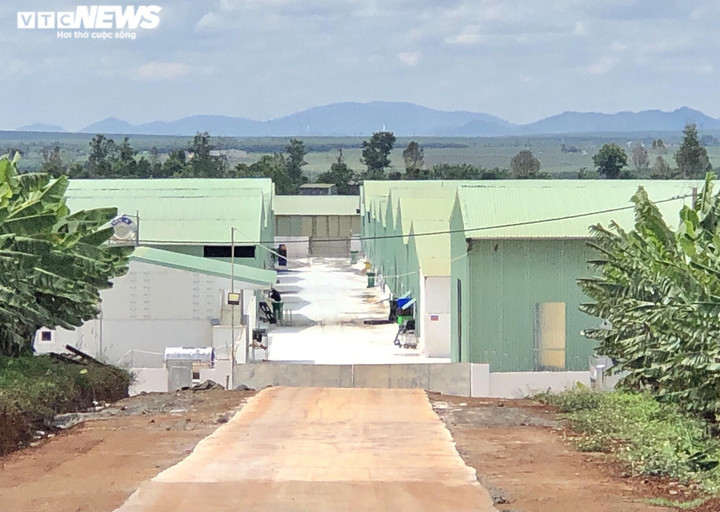 Ảnh: Trang trại nuôi heo rộng 25.000m2 xây trái phép trên đất nông nghiệp - 4