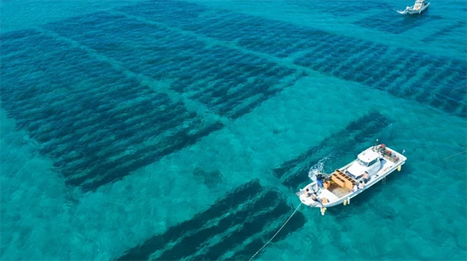 Lợi ích của hợp chất fucoidan đối với sức khỏe - 1