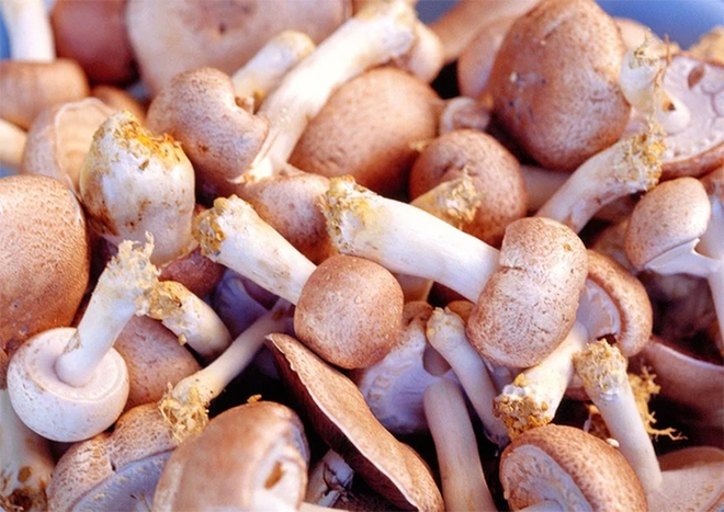 Lợi ích của hợp chất fucoidan đối với sức khỏe - 3