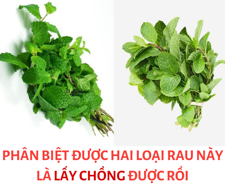 Phân biệt được hai loại rau này, bạn có thể thoát 'ế' - 1