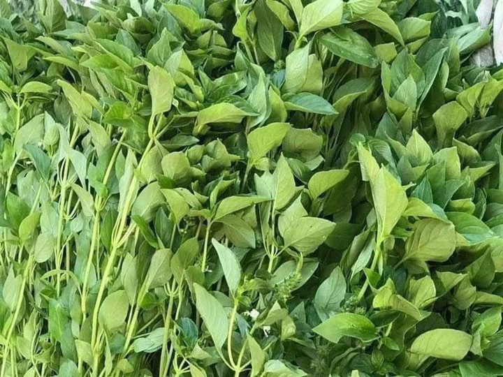 Đem mớ rau từ Đà Lạt ra Hà Nội bán giá đắt hơn thịt gà đặc sản - 2