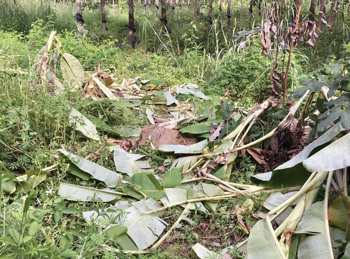 Gia Lai: Xuất hiện đàn voi rừng hoang dã ở huyện biên giới - 1