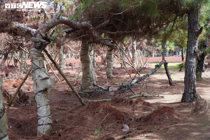 Ảnh: Hàng loạt cây thông di thực tại dự án sân golf nghìn tỉ có nguy cơ chết khô - 6