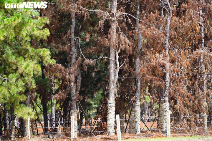 Ảnh: Hàng loạt cây thông di thực tại dự án sân golf nghìn tỉ có nguy cơ chết khô - 5