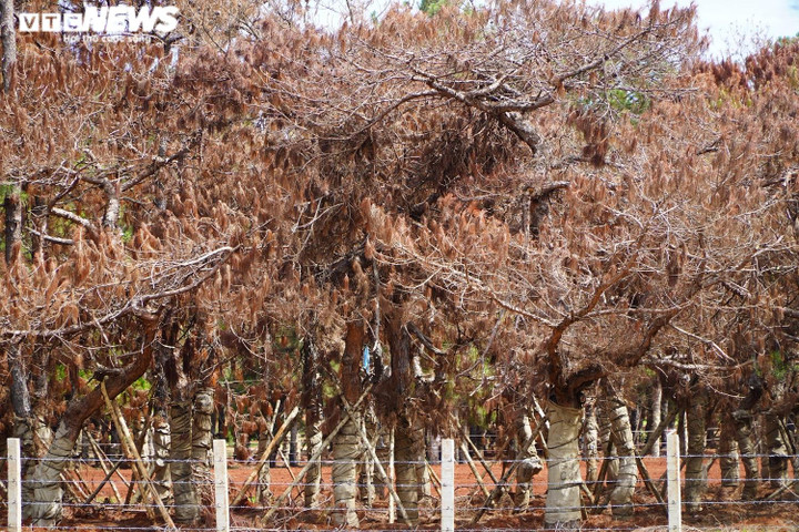 Ảnh: Hàng loạt cây thông di thực tại dự án sân golf nghìn tỉ có nguy cơ chết khô - 4