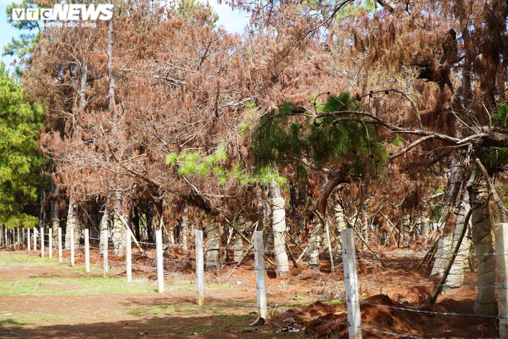 Ảnh: Hàng loạt cây thông di thực tại dự án sân golf nghìn tỉ có nguy cơ chết khô - 7