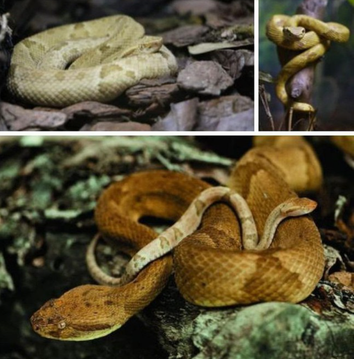 ‘Hòn đảo tử thần’ nơi hàng vạn con rắn độc ngự trị - 4