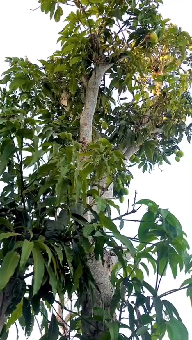 Cây xoài ‘sợ độ cao’ ra đầy trái ở vị trí bất ngờ khiến gia chủ một phen bối rối - 2