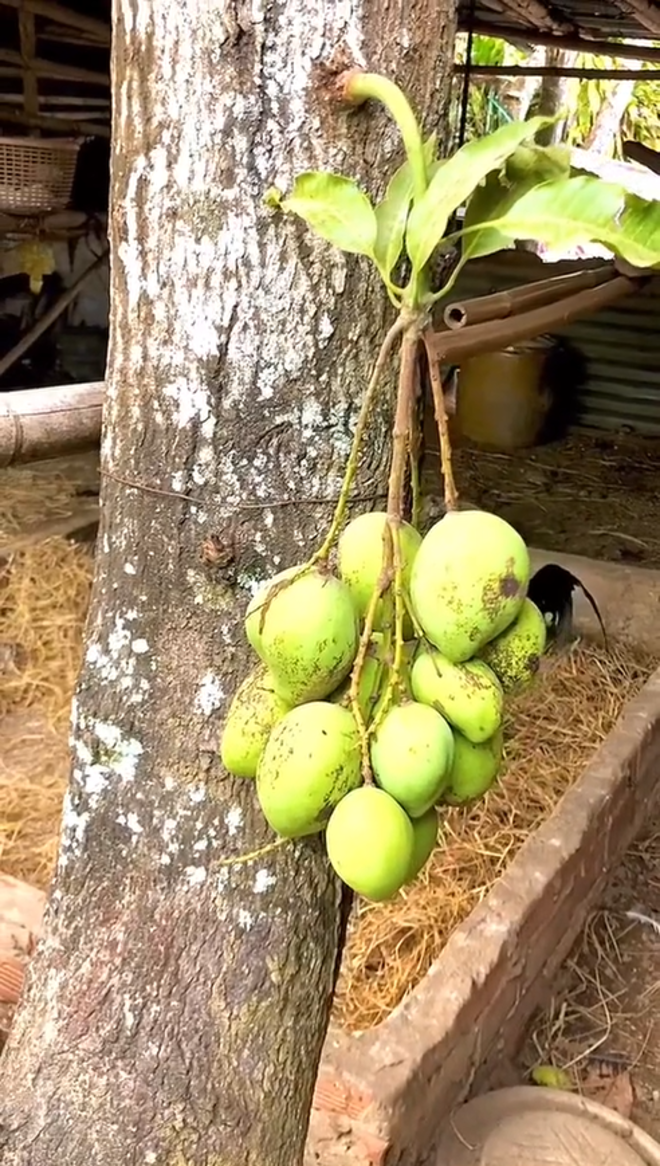 Cây xoài ‘sợ độ cao’ ra đầy trái ở vị trí bất ngờ khiến gia chủ một phen bối rối - 3