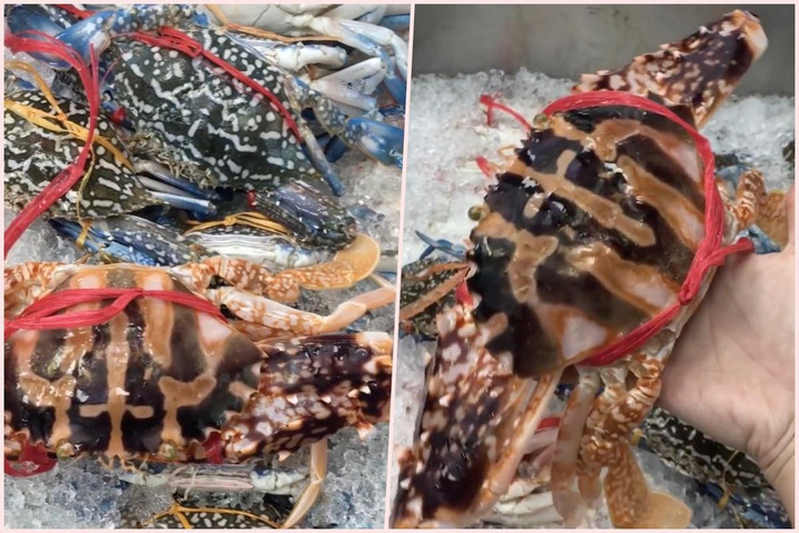 Ghẹ đỏ giá rẻ giật mình 'đổ bộ' chợ, cửa hàng hải sản - 2