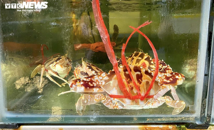 Ghẹ đỏ giá rẻ giật mình 'đổ bộ' chợ, cửa hàng hải sản - 1