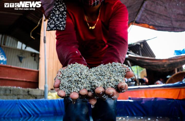 Ảnh: Nghề nấu hến ‘hốt bạc’, mặc trời nắng như đổ lửa - 3