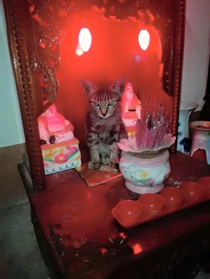 Gia chủ 10 phần bất lực với hội thú cưng chỉ đợi sơ hở là trèo lên bàn thờ nằm - 3