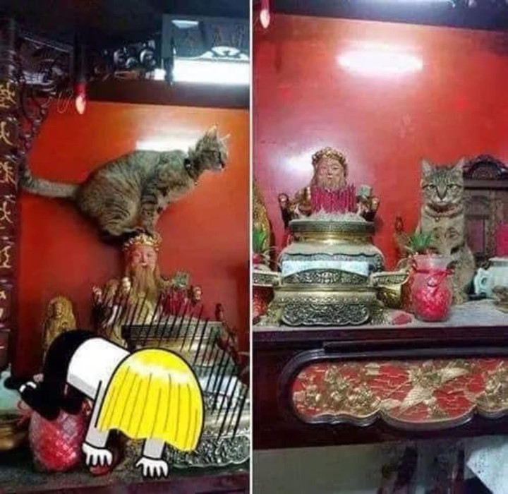 Gia chủ 10 phần bất lực với hội thú cưng chỉ đợi sơ hở là trèo lên bàn thờ nằm - 5