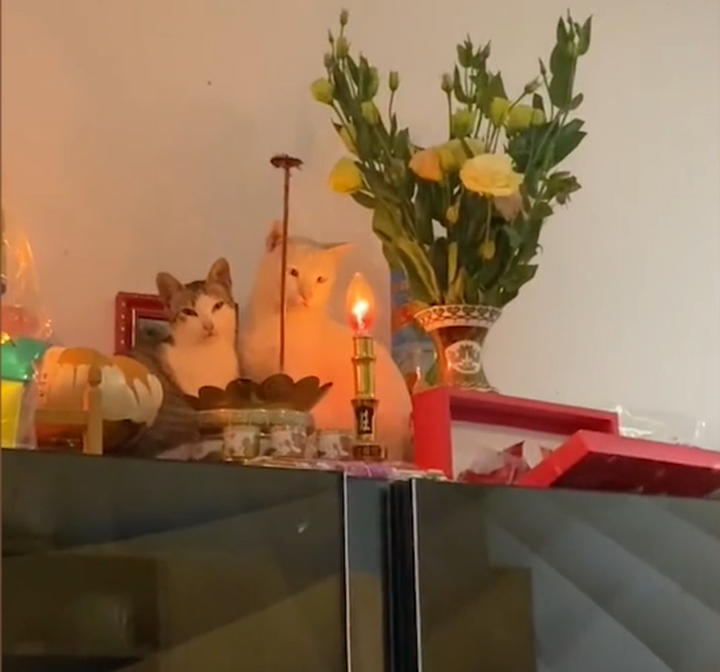 Gia chủ 10 phần bất lực với hội thú cưng chỉ đợi sơ hở là trèo lên bàn thờ nằm - 6