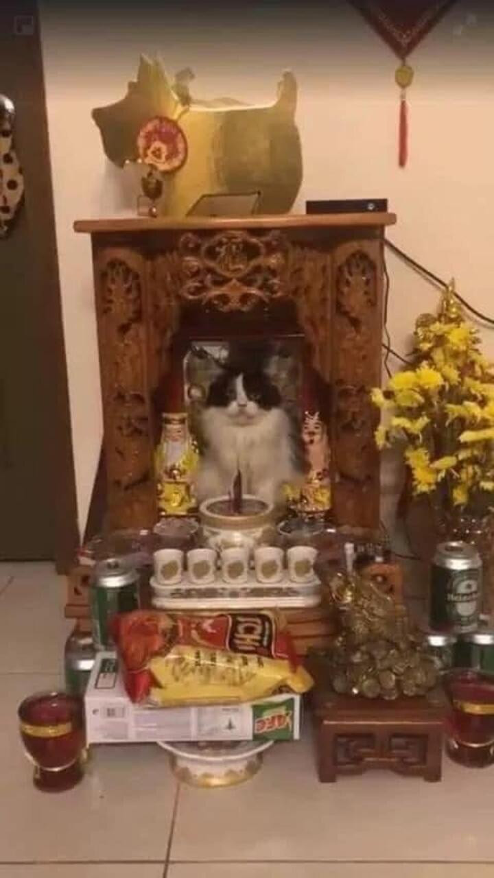 Gia chủ 10 phần bất lực với hội thú cưng chỉ đợi sơ hở là trèo lên bàn thờ nằm - 1