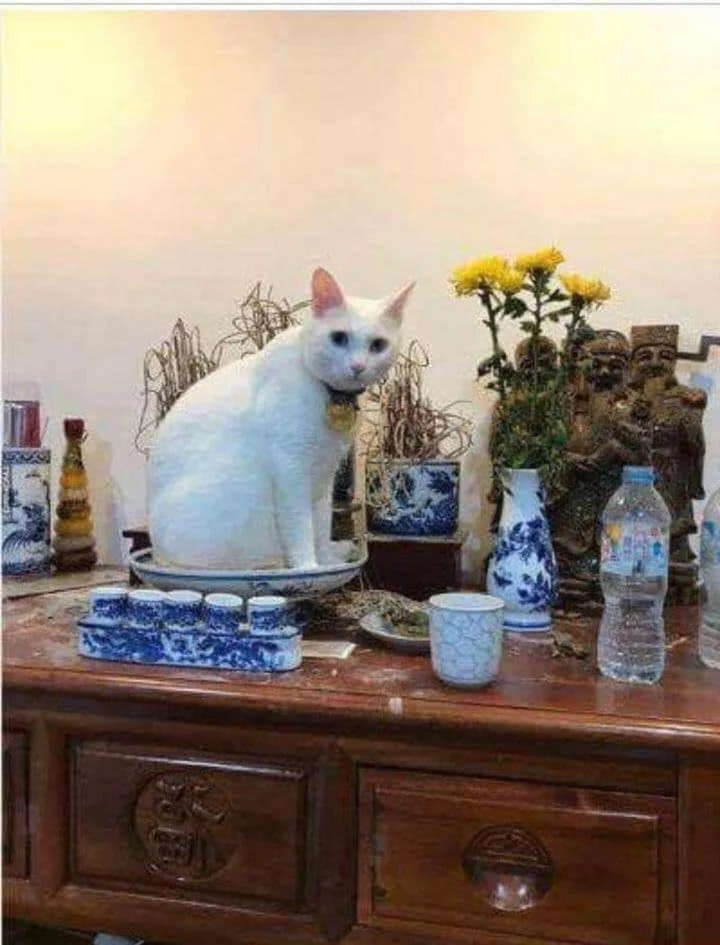 Gia chủ 10 phần bất lực với hội thú cưng chỉ đợi sơ hở là trèo lên bàn thờ nằm - 7