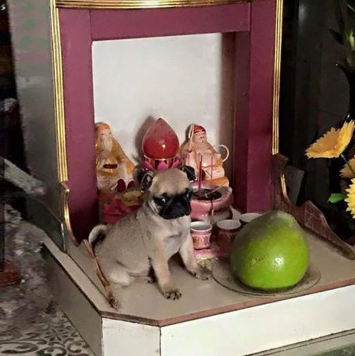 Gia chủ 10 phần bất lực với hội thú cưng chỉ đợi sơ hở là trèo lên bàn thờ nằm - 8