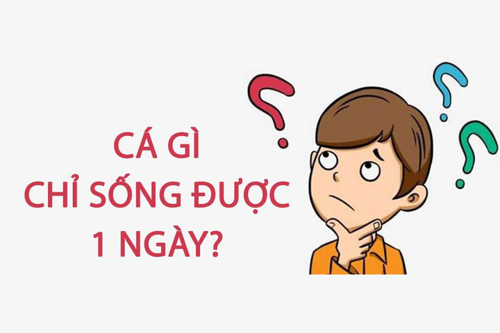 Cá gì chỉ sống được một ngày? - 1