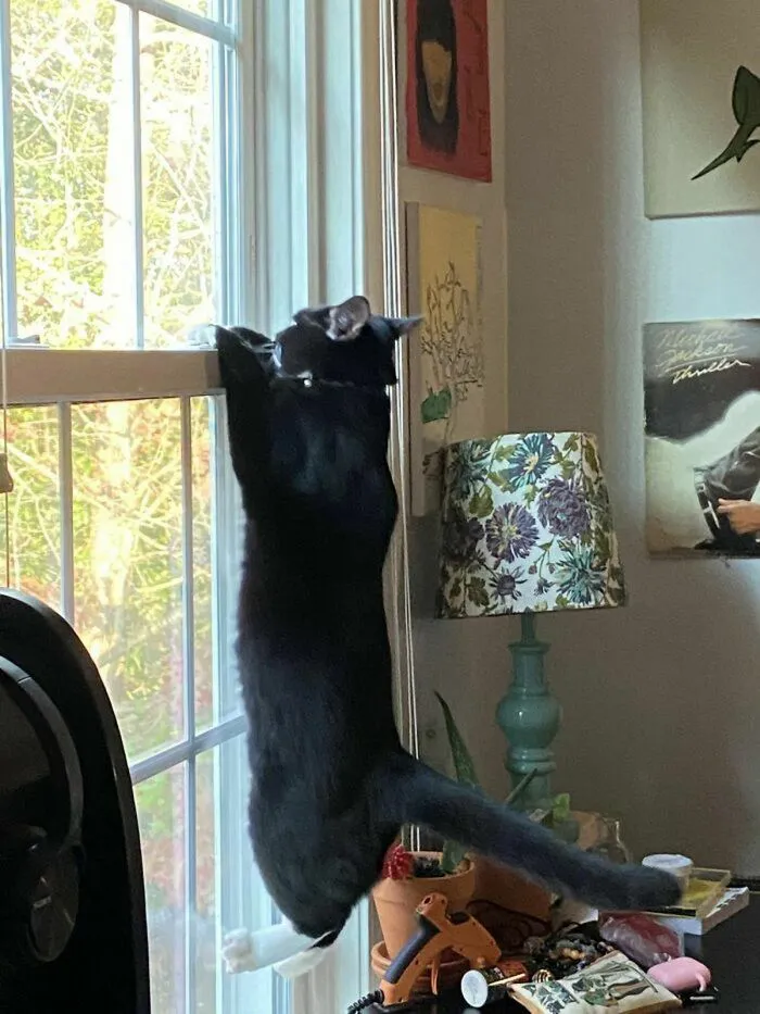 Hết hồn với biệt tài 'hóng biến' cực căng của chó mèo, các thím hàng xóm thua xa - 9