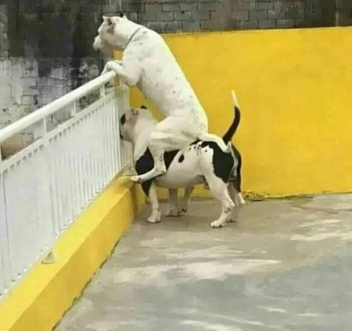 Hết hồn với biệt tài 'hóng biến' cực căng của chó mèo, các thím hàng xóm thua xa - 2