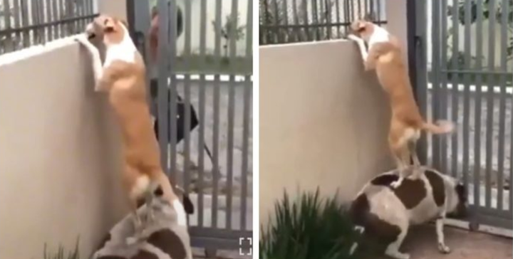 Hết hồn với biệt tài 'hóng biến' cực căng của chó mèo, các thím hàng xóm thua xa - 5