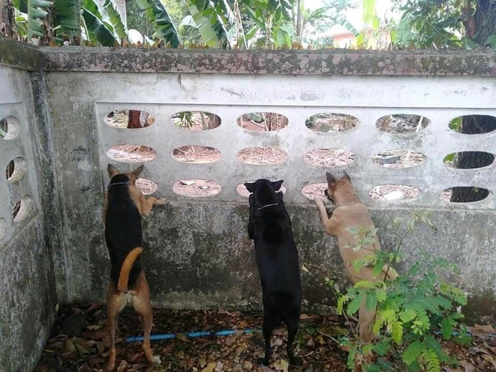 Hết hồn với biệt tài 'hóng biến' cực căng của chó mèo, các thím hàng xóm thua xa - 10