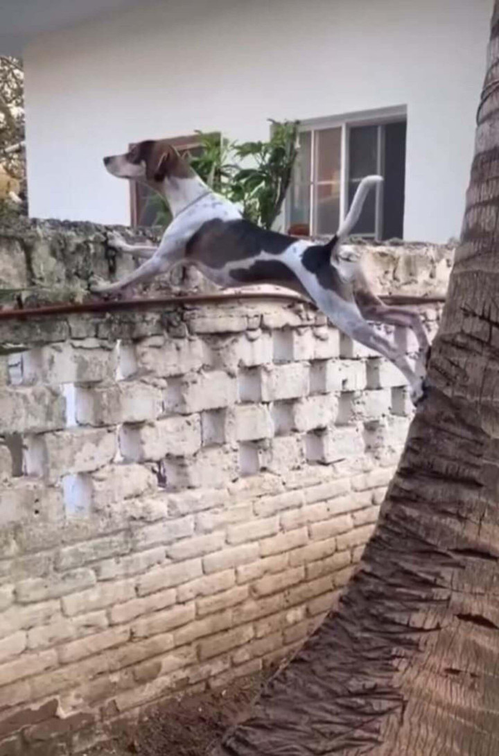 Hết hồn với biệt tài 'hóng biến' cực căng của chó mèo, các thím hàng xóm thua xa - 4