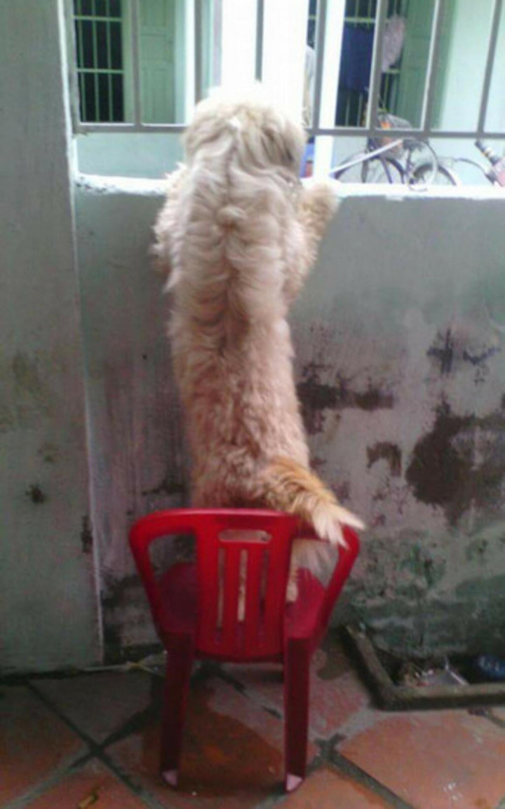 Hết hồn với biệt tài 'hóng biến' cực căng của chó mèo, các thím hàng xóm thua xa - 11