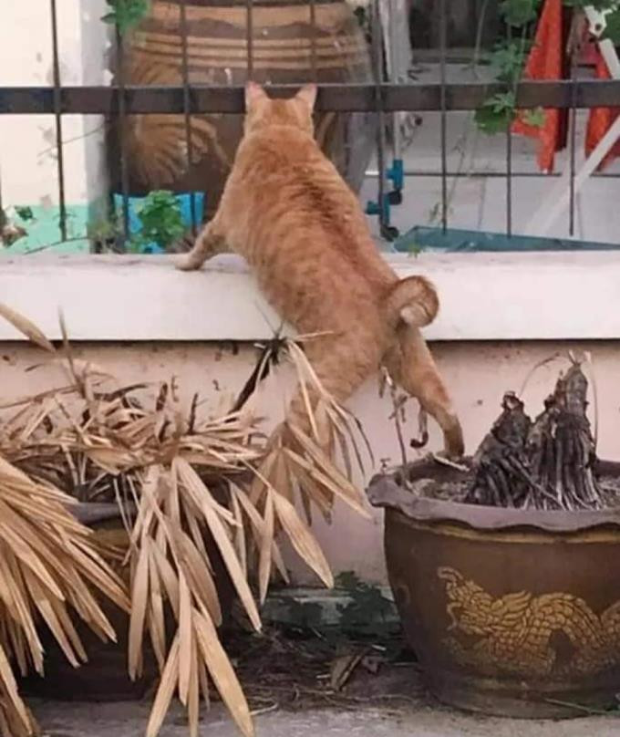 Hết hồn với biệt tài 'hóng biến' cực căng của chó mèo, các thím hàng xóm thua xa - 1