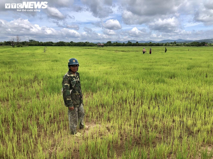 Dân khát, ruộng khô bên đại công trình thủy lợi 3.000 tỷ đồng ở Gia Lai - 1