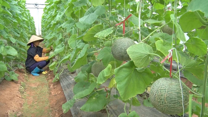 Số hóa chuỗi giá trị nông nghiệp bền vững cùng bà con nông dân - 1