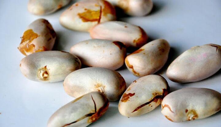 Vì sao ăn hạt mít lại gây xì hơi khó chịu? - 1