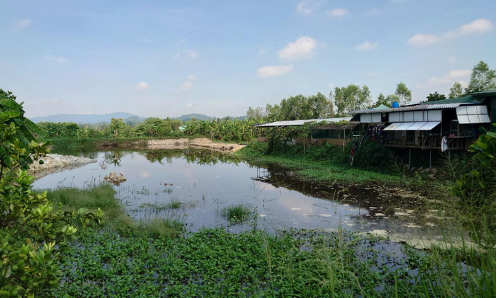 Vi phạm môi trường, trại nuôi heo ở Đồng Nai bị phạt gần 600 triệu đồng - 1