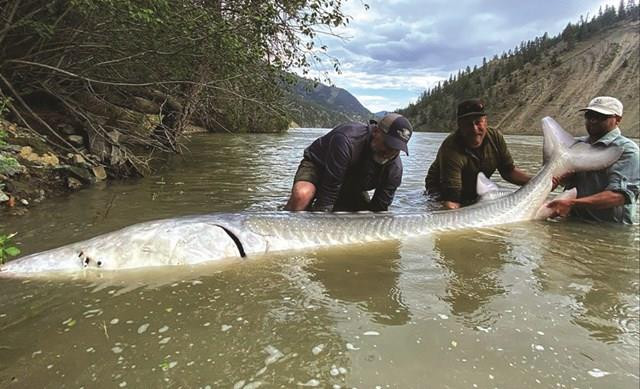 ‘Cụ’ cá tầm 100 tuổi bị bắt sống - 1