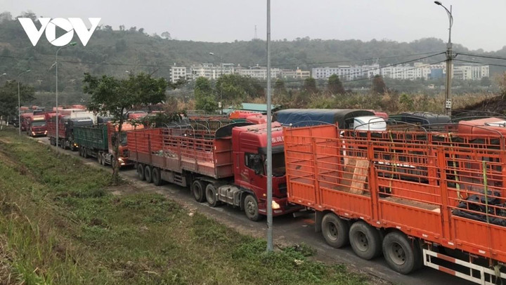 Trung Quốc thông báo tạm dừng xuất nhập khẩu qua cửa khẩu ở Lào Cai - 1