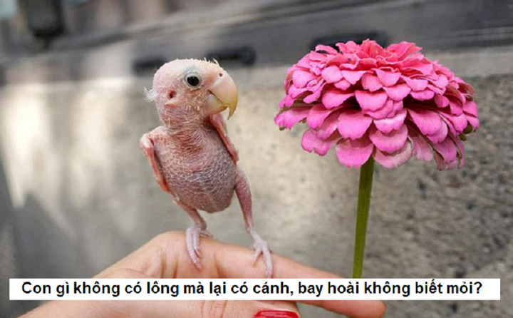 Con gì không có lông mà lại có cánh, bay hoài không biết mỏi? - 1
