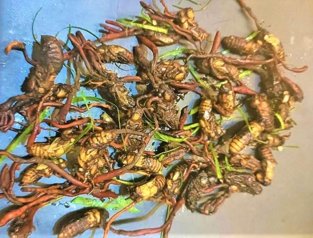 Ba người nhập viện sau khi ăn nhộng ve sầu - 2