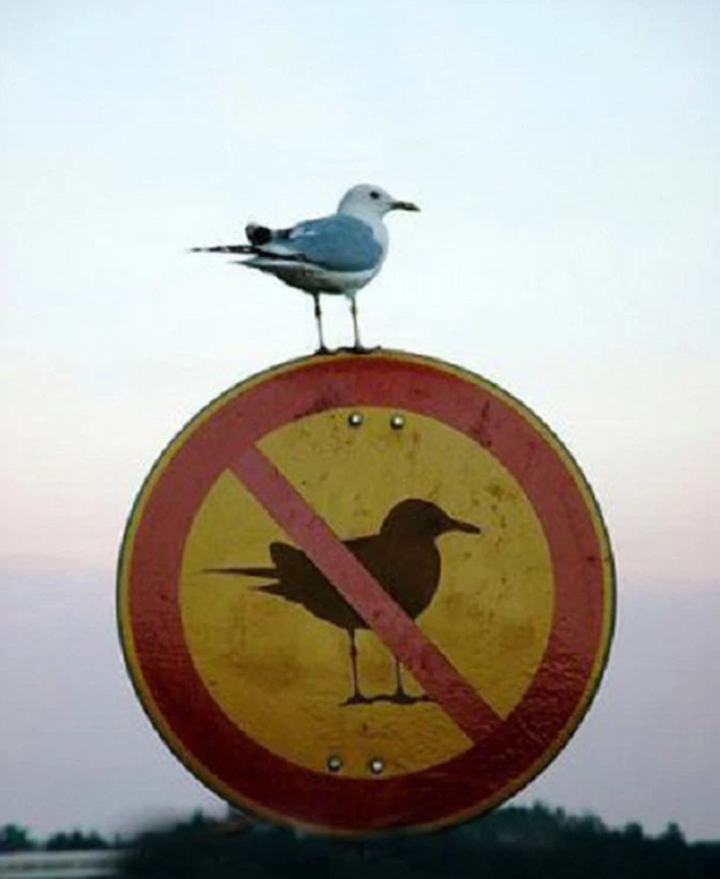 Hú hồn với những biển cảnh báo nhìn vào cứ ngỡ lạc đến hành tinh khác - 3