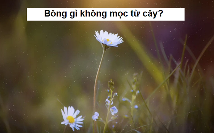 Bông gì không mọc từ cây? - 1