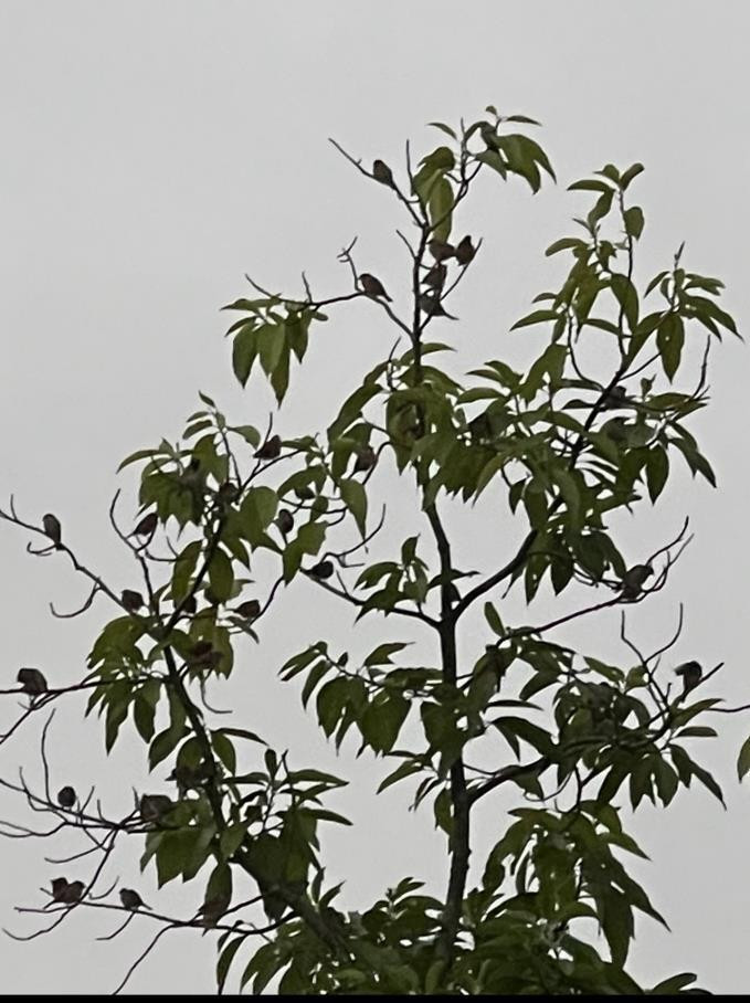 Chuyện kỳ lạ về đàn chim sẻ vài ngàn con chỉ đậu trên một cây ngọc lan - 3