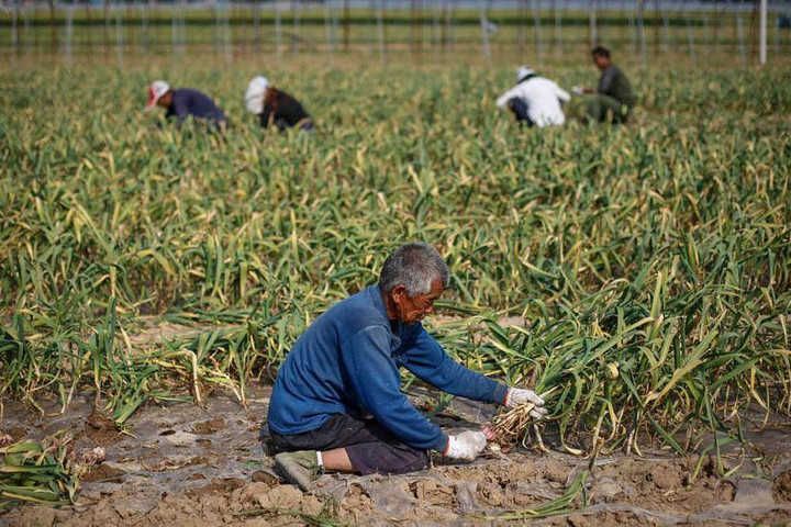 Vụ án đào mộ, trộm thi thể chấn động Trung Quốc - 2